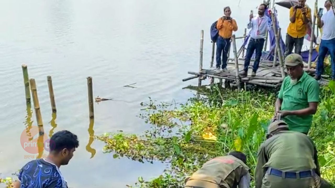 খান জাহান আলী মাজারের কুমির সরিয়ে নেওয়া হচ্ছে সুন্দরবনে