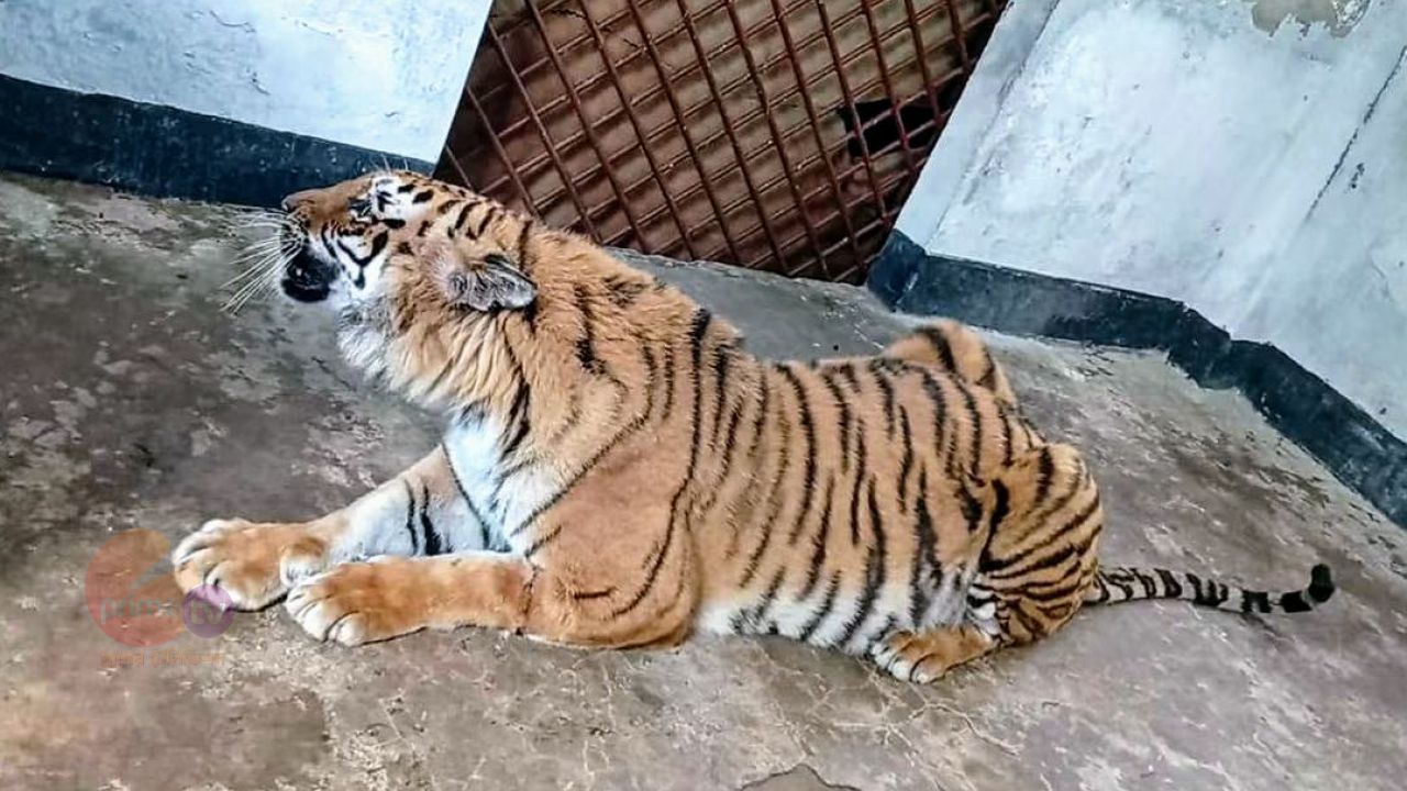 ছয় মাস চিকিৎসার পর সুন্দরবনে ফিরছে আহত বাঘিনী।   