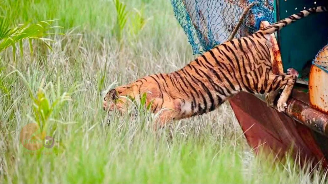 বাংলাদেশে এই প্রথমবারের মত একটি অসুস্থ বাঘকে সুস্থ করে&nbsp; ছয় মাস পরে সুন্দরবনে অবমুক্ত।&nbsp;