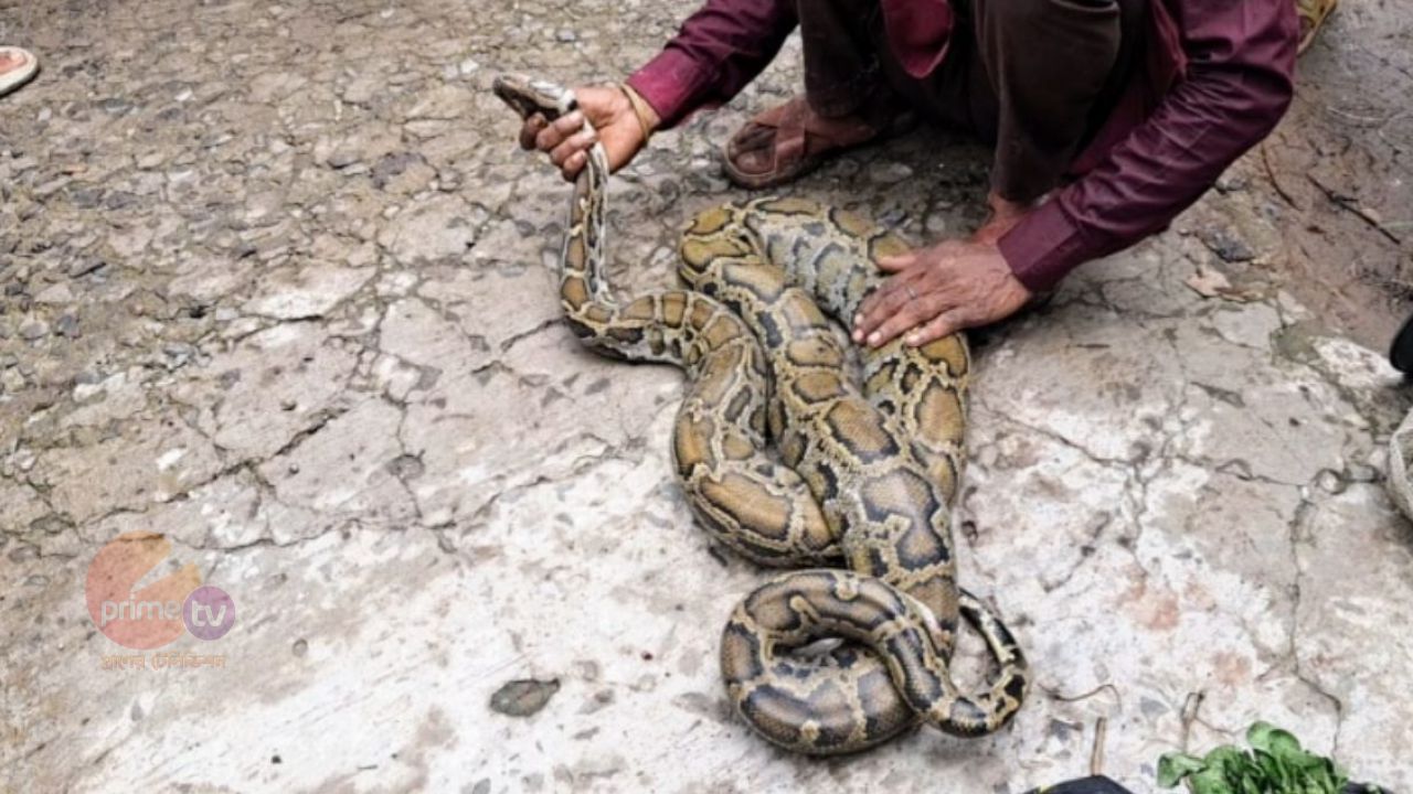 বুসনা জালে আটকা ৯ ফুটের অজগর, উদ্ধার সুন্দরবনে অবমুক্ত।