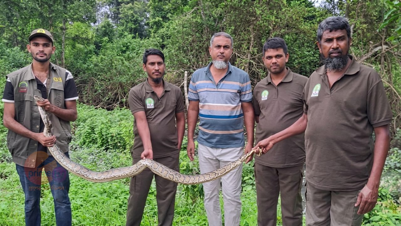বাগেরহাটের শরণখোলাসহ বিভিন্ন গ্রামে থেকে ২০ দিনে অন্তত ১০টি সাপ উদ্ধার।