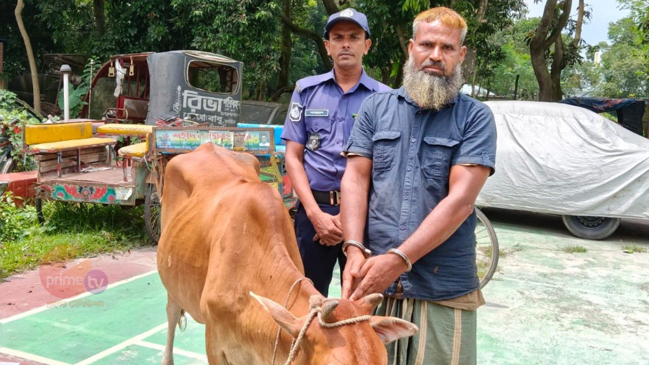 নওগাঁয় চোরাই গরুসহ হাতেনাতে গ্রেপ্তার ১