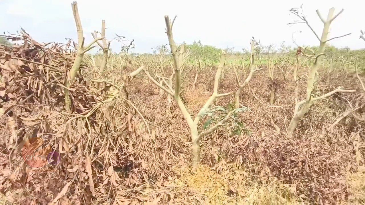 নিয়ামতপুরে ৮ হাজার আম গাছের ডাল কাটার অভিযোগ