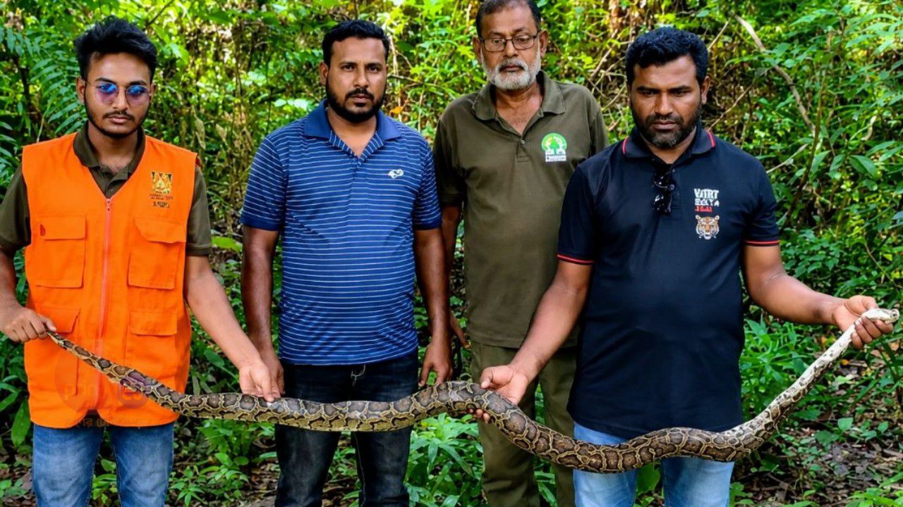 ধানক্ষেত থেকে ৯ ফুট অজগর উদ্ধার সুন্দরবনে অবমুক্ত
