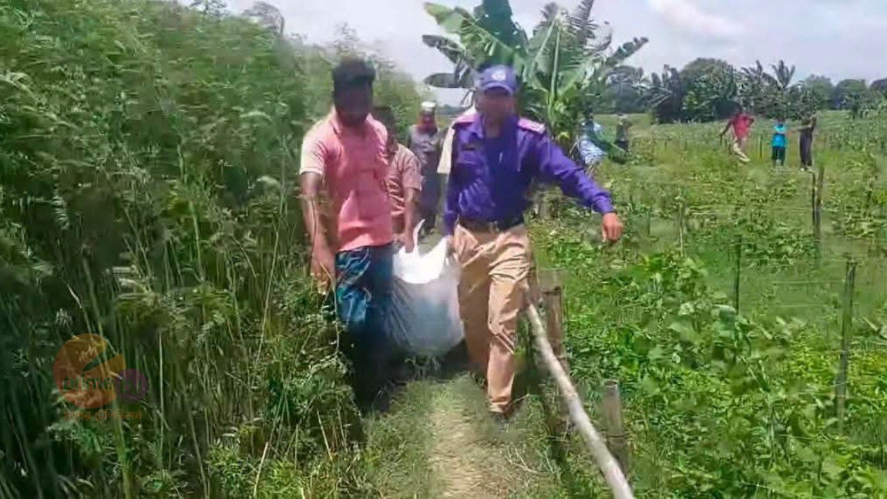 সাটুরিয়ায় ফসলের জমিতে নারীর মরদেহ উদ্ধার
