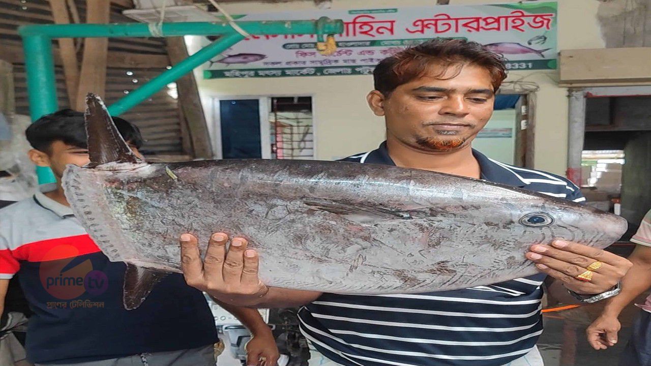 পটুয়াখালীর মহিপুরে জেলেদের জালে উঠল উড়োজাহাজ আকৃতির বিরল ‘স্লেন্ডার সানফিশ’