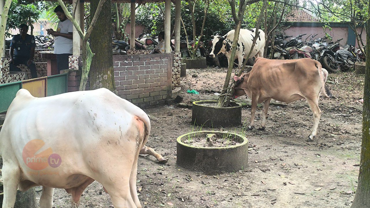 কালিয়াকৈরে  চুরি হওয়া ৫ টি  গরু উদ্ধার, আটক -৩ 
