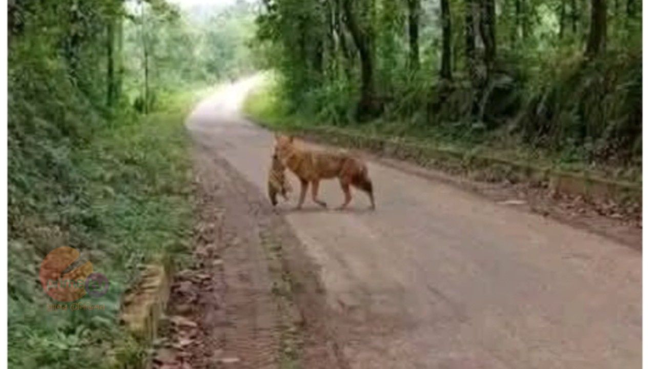 কালিয়াকৈরে শিয়ালের কামড়ে নারী- শিশুসহ আহত ২০ 