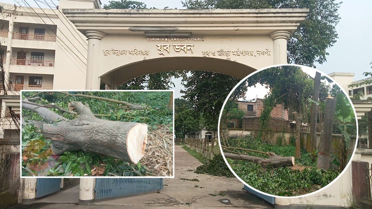 নওগাঁ যুব উন্নয়ন ভবন চত্বরে সৌন্দর্যবর্ধনের নামে ১৫–২০ বছরের বকুল গাছ নিধন