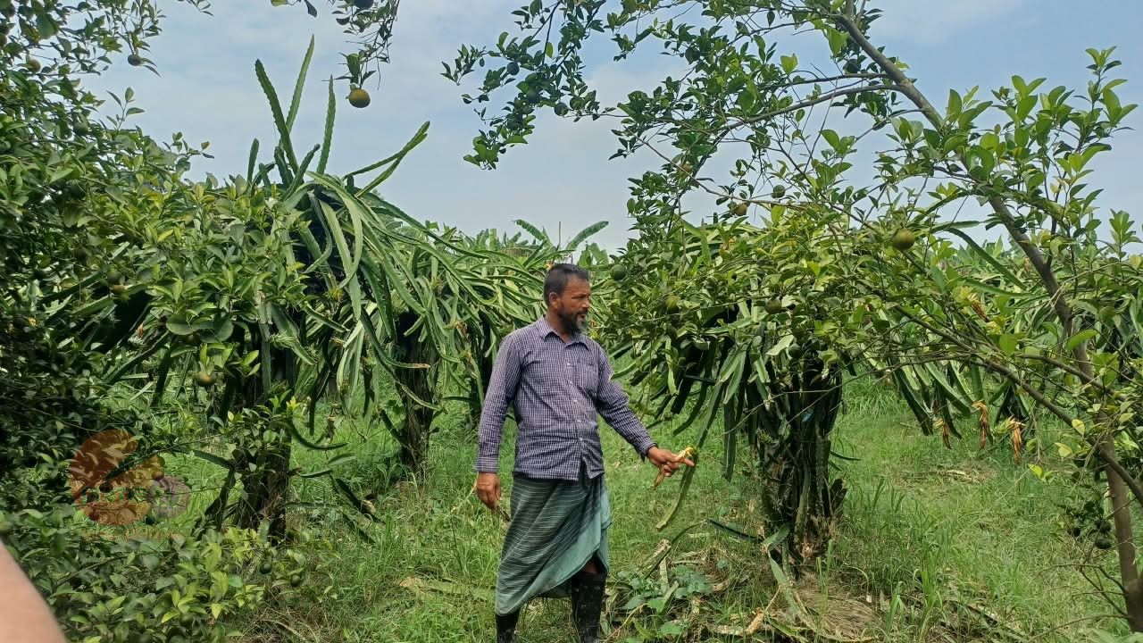 ১টি গাছ থেকে ৭ বিঘা জমিতে ড্রাগন ও মিশ্র ফল চাষে সফল শিবচরের যুবক শাহিন মিয়া