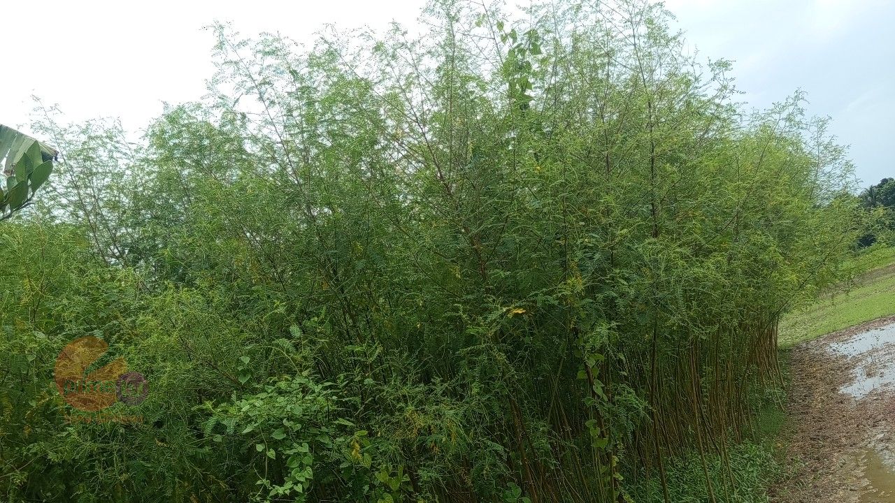 কম খরচে দ্বিগুণ লাভ: মাদারীপুরে ব্যাপক জনপ্রিয় হয়ে উঠছে ধৈঞ্চা চাষ