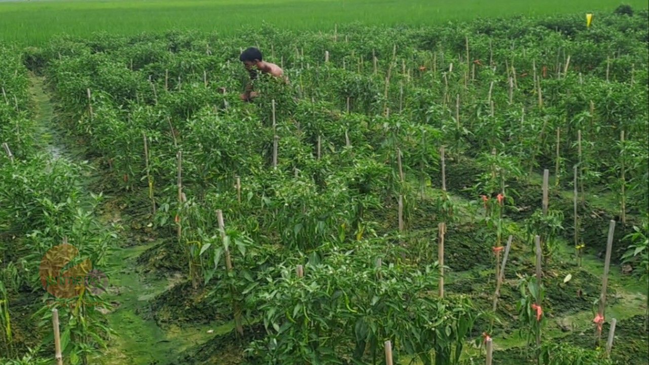 বৃষ্টির ক্ষতি কাটিয়ে বগুড়ায় আবার মরিচ চাষে কৃষক