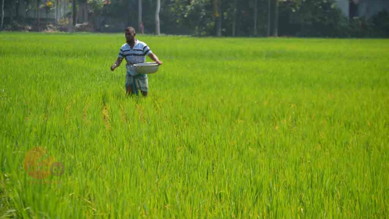 অতিরিক্ত ১ হাজার টন সার বরাদ্দ পেল কুড়িগ্রাম, বিগত ৫ বছরে সর্বোচ্চ