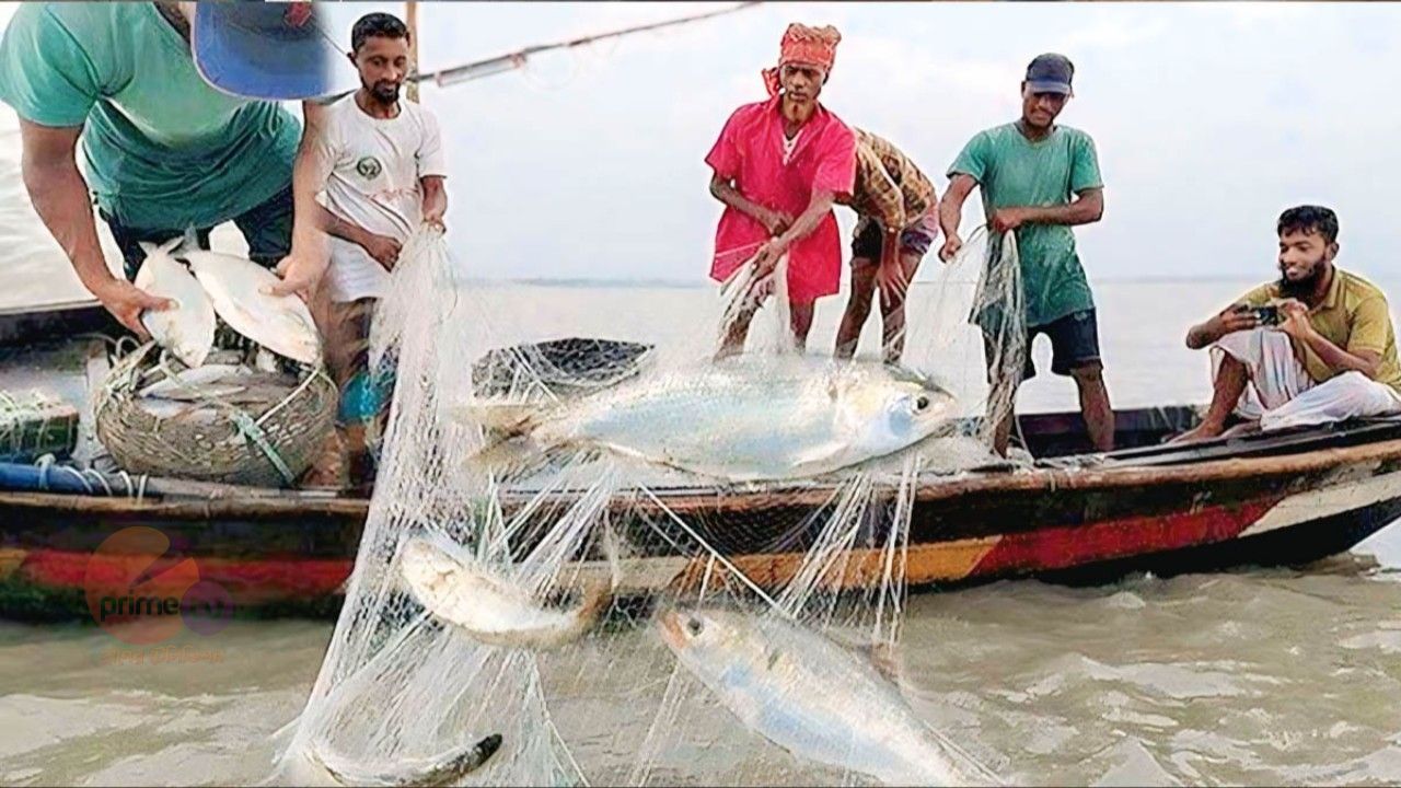 মা ইলিশ রক্ষায় শুরু হচ্ছে ২২ দিনের নিষেধাজ্ঞা