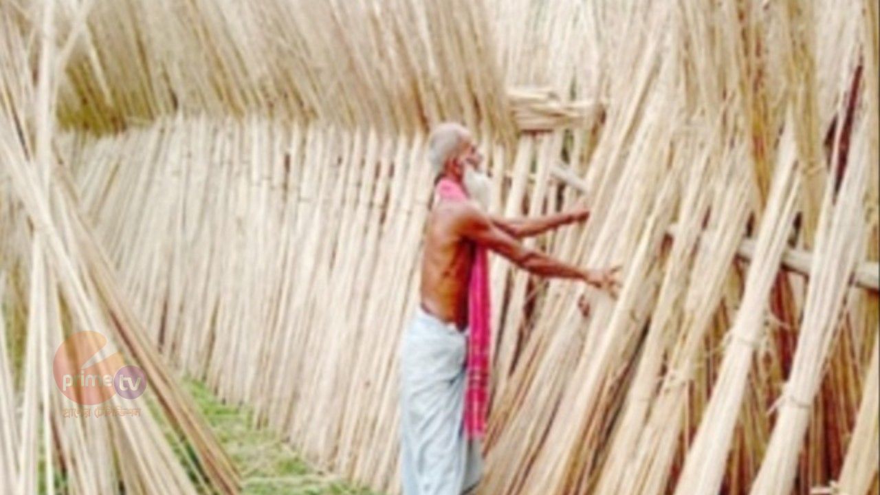 মাদারীপুরে পাটখড়ি র কদর বেড়েছে