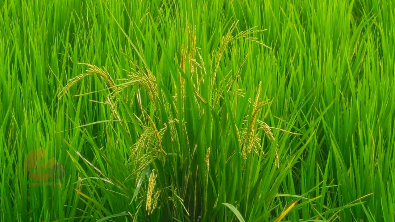 কুয়াকাটায় মানহীন বীজে তছনছ আমন আবাদ, সর্বশান্ত হয়েছে সাধারণ কৃষক।