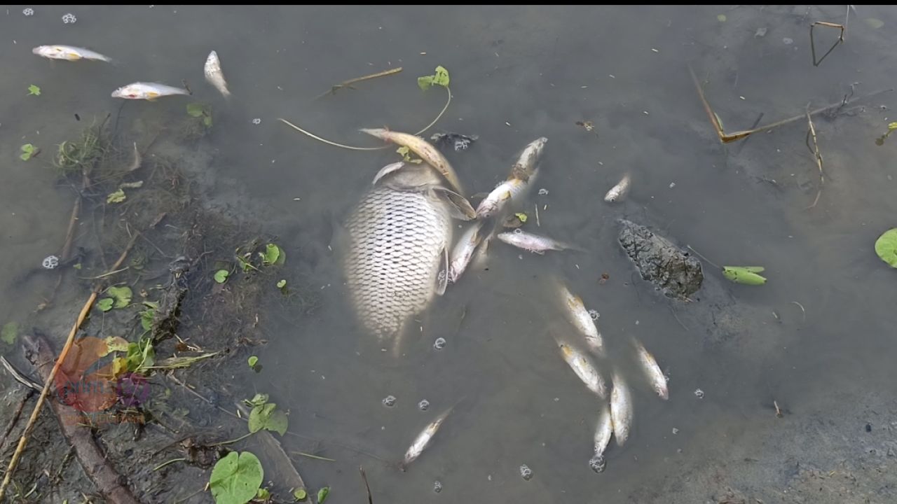কলাপাড়ায় মাছের ঘেরে বিষ প্রয়োগের অভিযোগ, ৫ লাখ টাকার ক্ষয়ক্ষতি