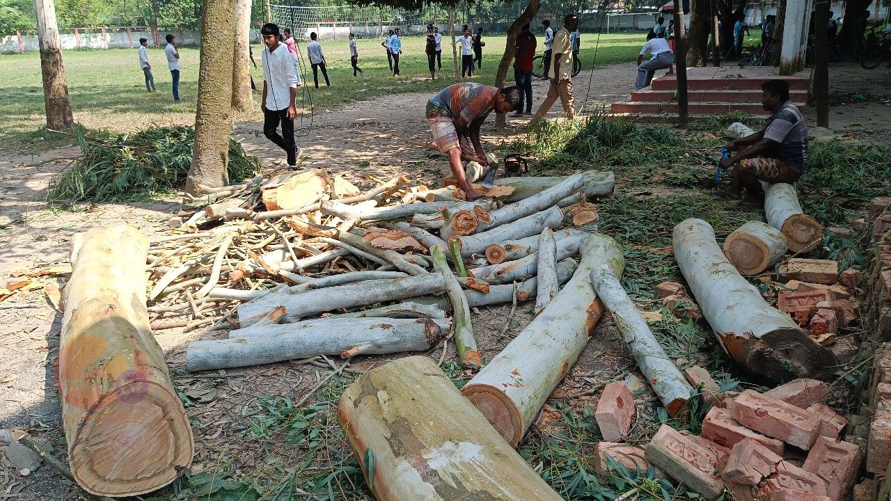 মান্দায় স্কুলের সীমানা থেকে অবৈধভাবে গাছ কেটে বিক্রির অভিযোগ সাবেক সেনা সদস্যের বিরুদ্ধে 