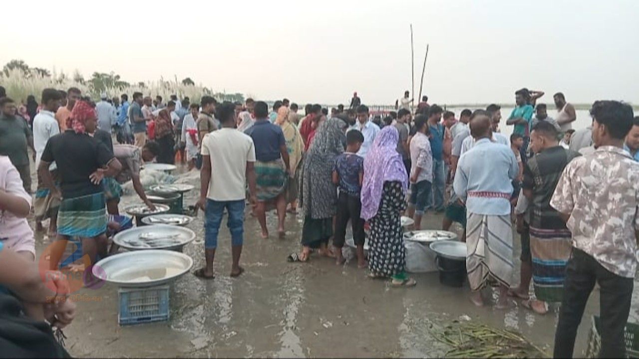 সরকারী নিষেধাজ্ঞা কে বুড়ো আঙুল দেখিয়ে শিবচরের পদ্মায় চলছে মা ইলিশ শিকার, পাড়ে বসছে অস্থায়ী হাট