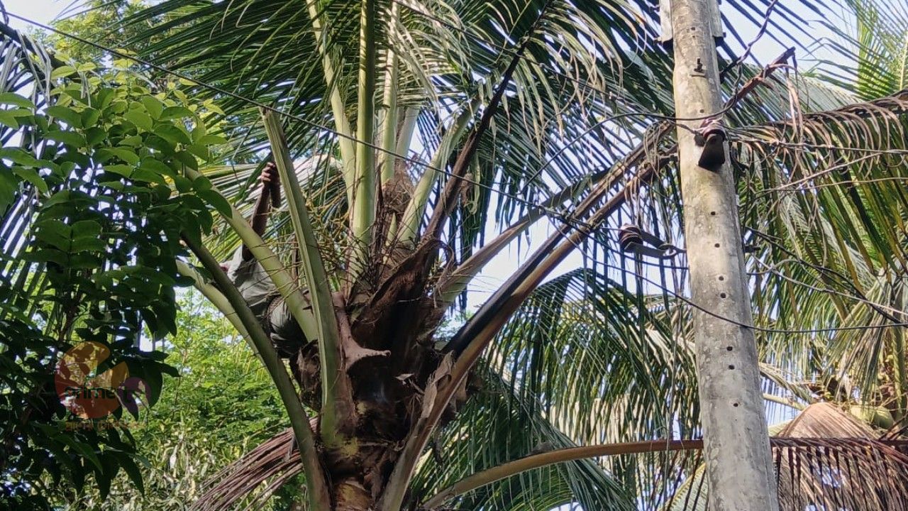 চাঁদপুরের ফরিদগঞ্জে গাছের ডাল কাটতে গিয়ে বিদ্যুতায়িত হয়ে বৃদ্ধের মৃত্যু